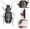 Ophonus melletii